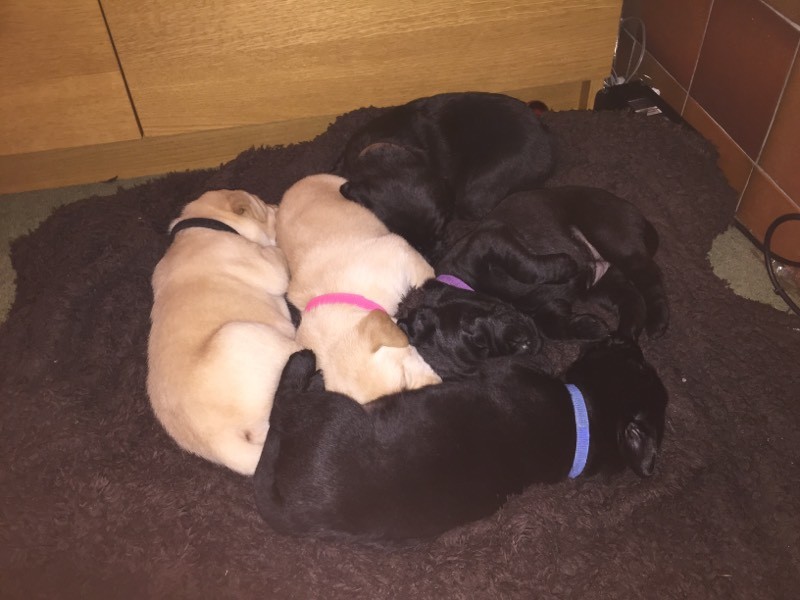 gumtree black labrador puppies